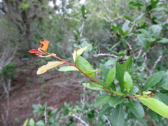 Xylosma flexuosa