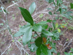 Xylosma flexuosa
