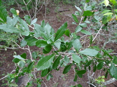 Xylosma flexuosa