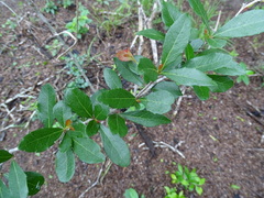 Xylosma flexuosa