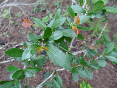 Xylosma flexuosa