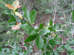 Xylosma flexuosa