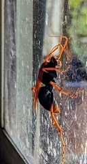 Cryptocheilus bicolor