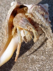 Isocheles wurdemanni