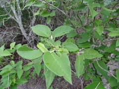 Croton axillaris