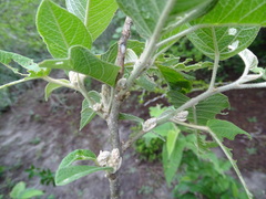 Croton axillaris