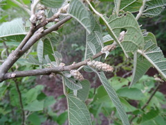Croton axillaris