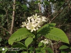 Holarrhena pubescens