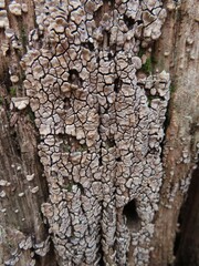 Xylobolus frustulatus