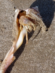 Isocheles wurdemanni