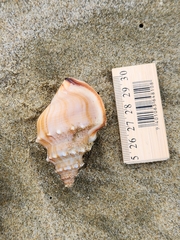 Struthiolaria papulosa