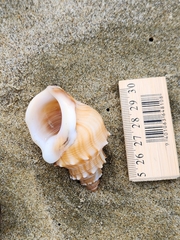 Struthiolaria papulosa