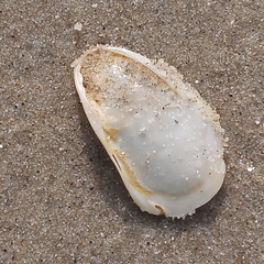 Crepidula plana