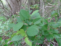 Karwinskia humboldtiana