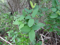 Karwinskia humboldtiana