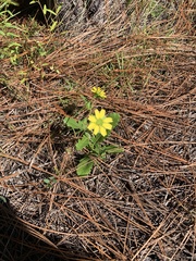 Berlandiera subacaulis