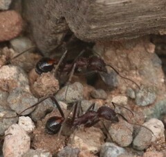 Novomessor albisetosus