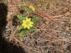 Berlandiera subacaulis