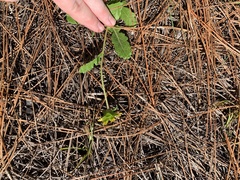 Berlandiera subacaulis