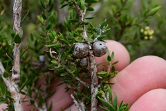 Melaleuca squamea