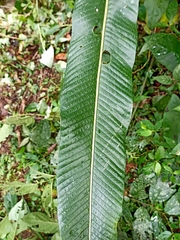 Niphidium crassifolium