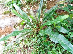 Niphidium crassifolium