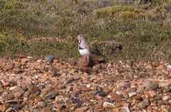 Thinocorus rumicivorus