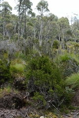 Melaleuca squamea