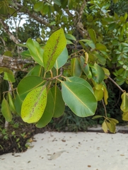 Calophyllum inophyllum