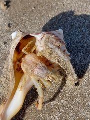 Isocheles wurdemanni