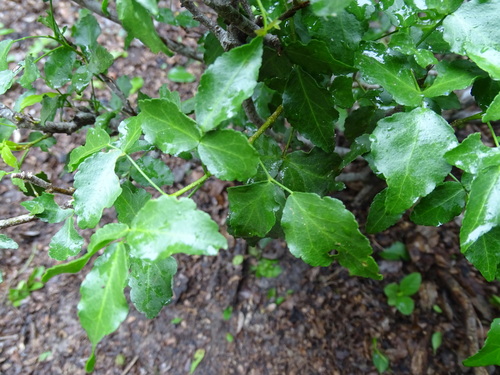 Image of Amyris texana by (c) Alexis López Hernández, some rights reserved (CC BY)