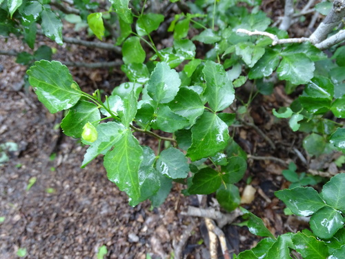 Image of Amyris texana by (c) Alexis López Hernández, some rights reserved (CC BY)