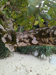 Calophyllum inophyllum