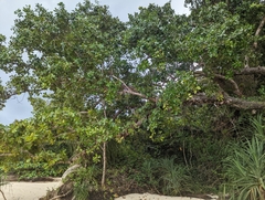 Calophyllum inophyllum
