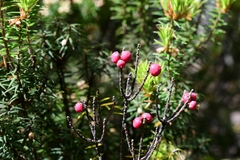 Leptecophylla pogonocalyx