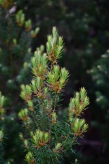 Leptecophylla pogonocalyx