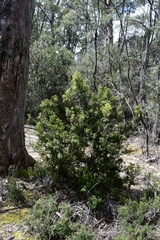 Leptecophylla pogonocalyx