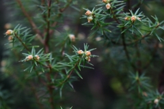 Leptecophylla pogonocalyx