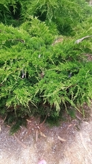 Juniperus × pfitzeriana