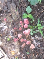Marasmius haematocephalus
