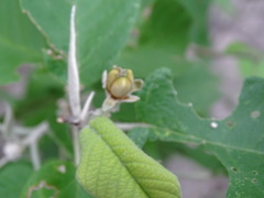 Croton axillaris
