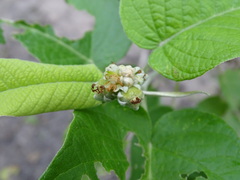 Croton axillaris