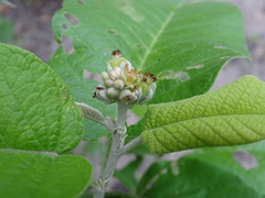 Croton axillaris