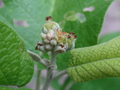 Croton axillaris