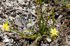 Bulbine bulbosa