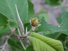 Croton axillaris