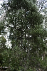 Hakea lissosperma