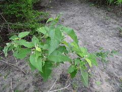 Croton axillaris