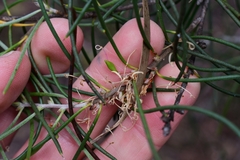 Hakea lissosperma