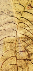 Potamogeton robbinsii